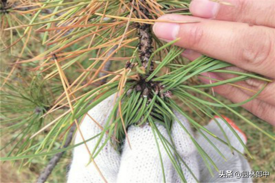 松树针叶发软下垂什么原因,松树针叶枯黄怎么处理