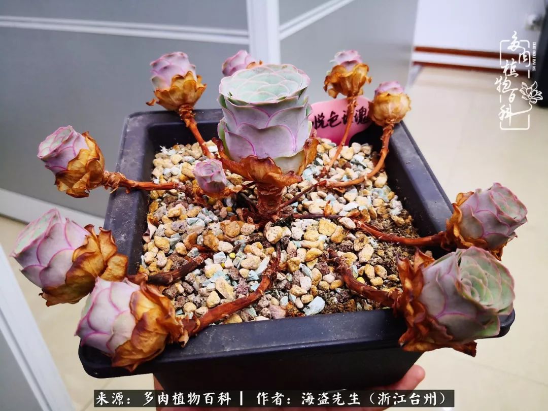 多肉玫瑰多少度休眠,多肉玫瑰唤醒教程