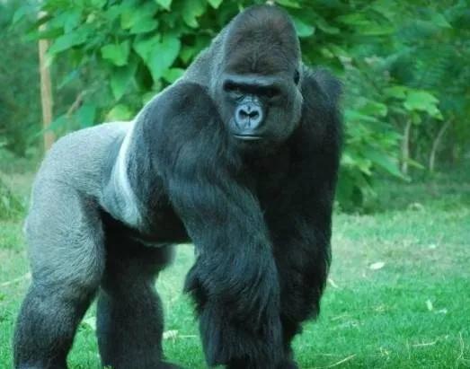 秒杀银背大猩猩的十个动物,盘点10种比老虎还厉害的动物