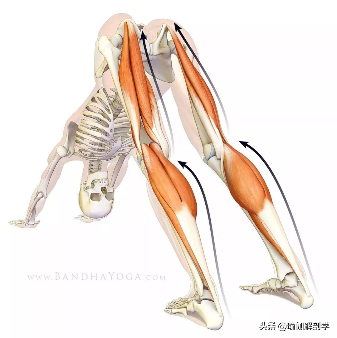 瑜伽下犬式脚迈不到前面怎么办,瑜伽下犬式臀部抬不起来怎么办