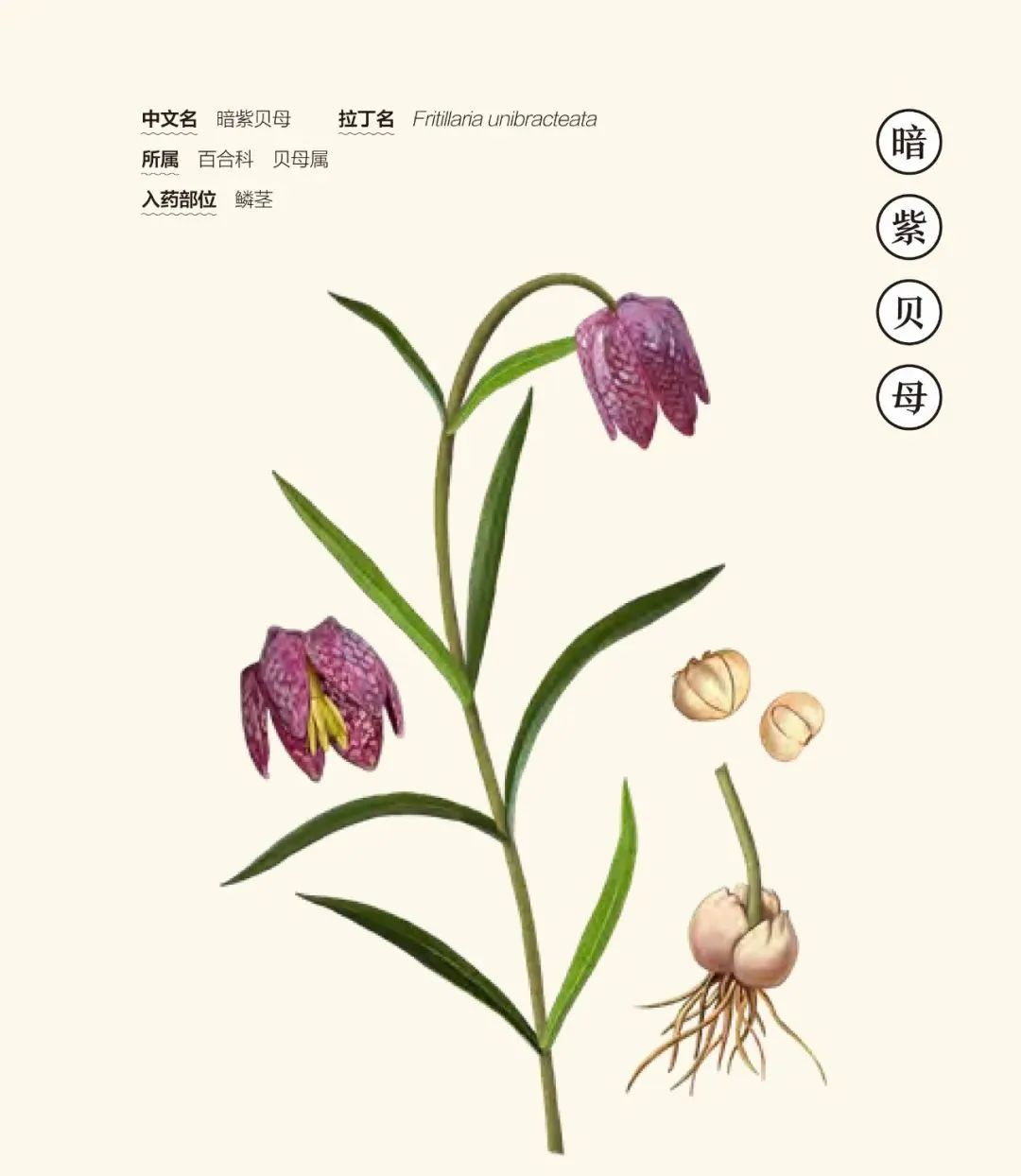 不只是医书带你真正了解本草纲目,盘点不同版本的本草纲目