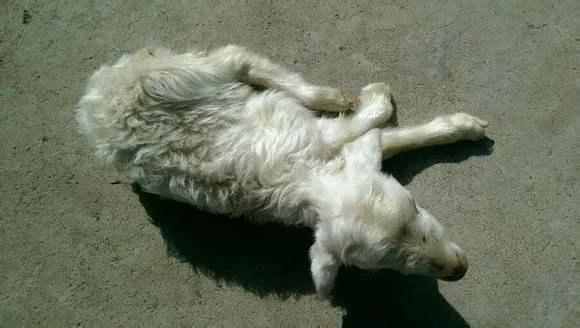 羔羊瘫痪的预防及治疗,羔羊瘫痪是怎么回事啊