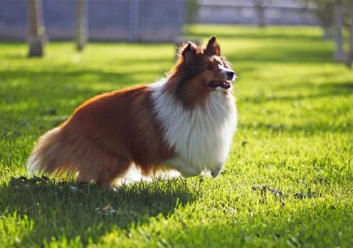 喜乐蒂犬寿命有多少年,喜乐蒂幼犬多大变形