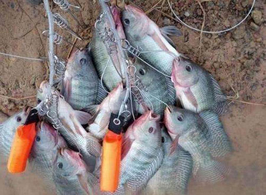 罗非鱼算不算入侵物种?离开非洲老家之后,它在全世界横行