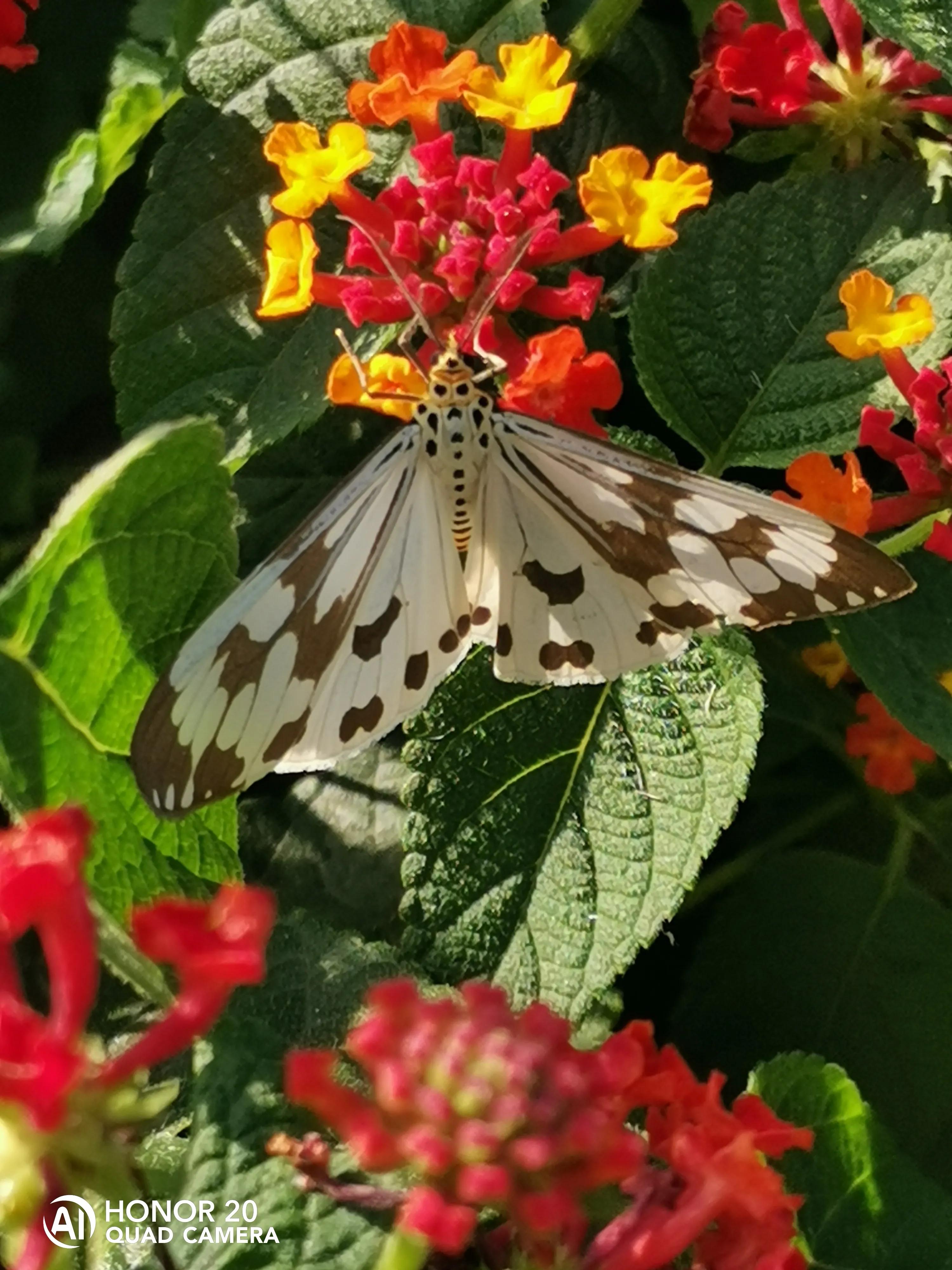 蝴蝶飞采花蜜,蝴蝶自由自在采花蜜