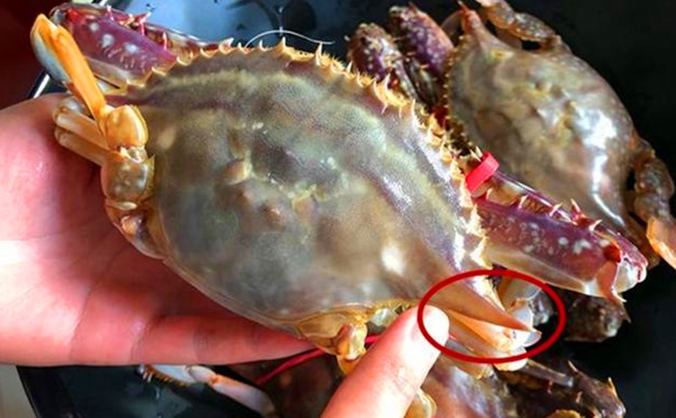 买到这样的梭子蟹千万别吃不新鲜,渔民挑梭子蟹的技巧分享给大家