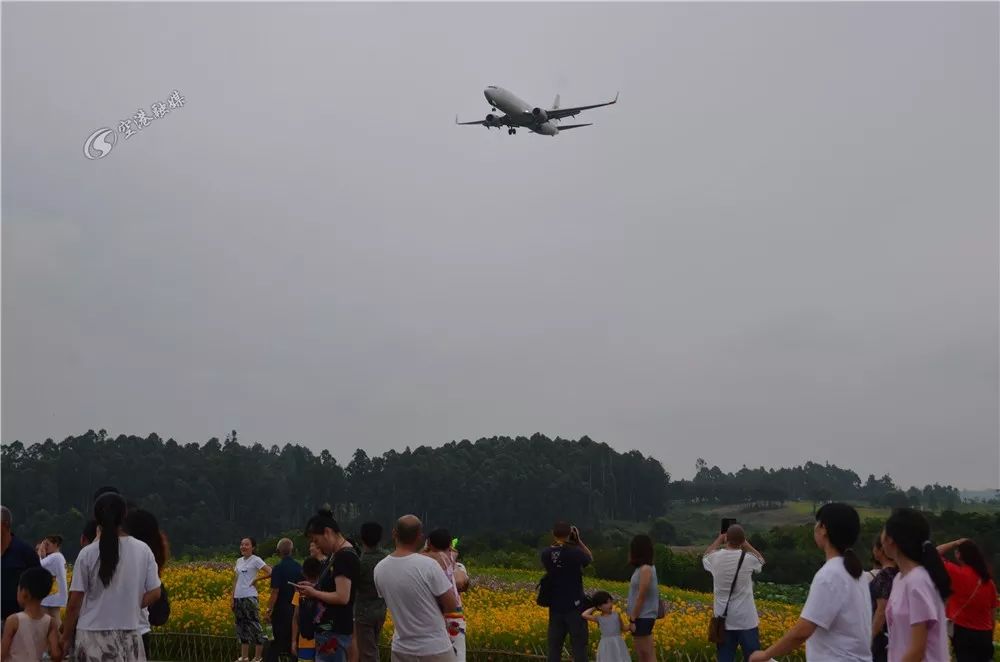 成都空港花田什么时候去最好看,双流空港花田这两天去好耍不