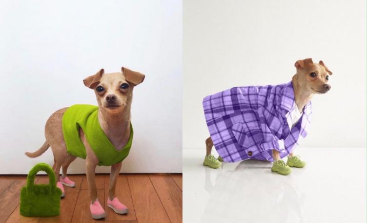 还在自嘲单身狗？快醒一醒！看看汪星人都拥有LV限量款了