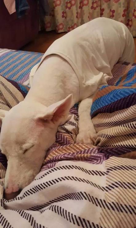 给萨摩耶犬剃毛,给萨摩耶剃毛怎么才能让它不动