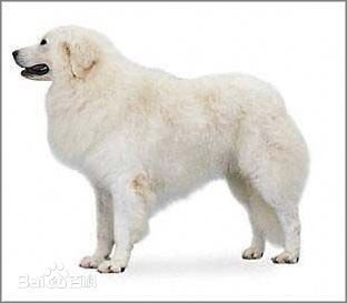 性格温顺的大型犬品种,宠物狗大型犬都有哪些品种