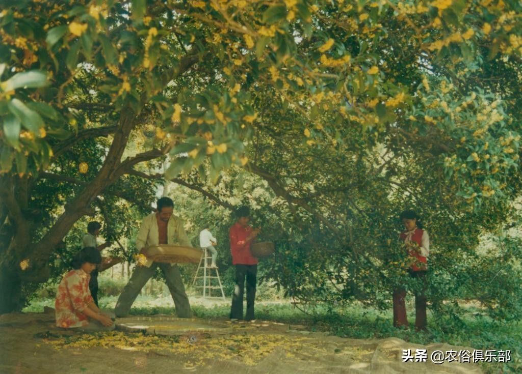 房前不种桑树房后不种柳树,前不种桑后不栽柳意味什么