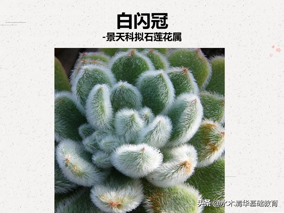 梦幻女王多肉植物百科图谱,原产地多肉植物图谱pdf
