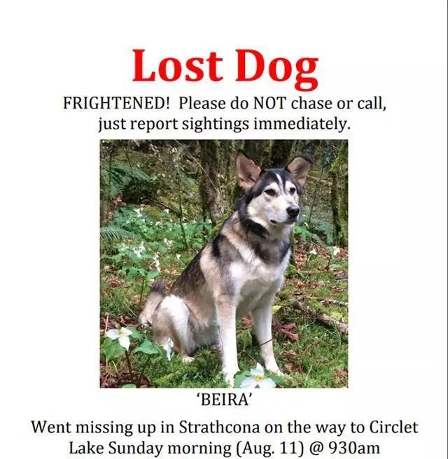 主人回家后发现哈士奇不见了,美国夫妻被抓救出两条狗