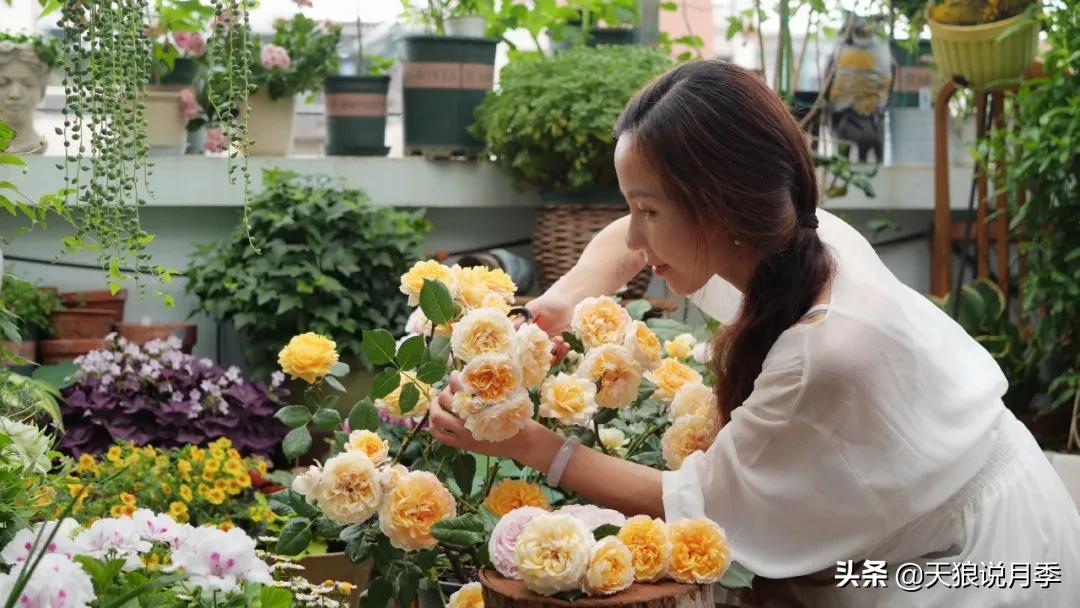 花友家的春花都开爆爆爆了，快来云赏花！（上）