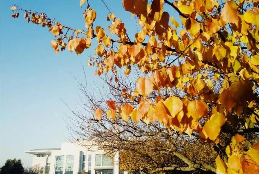 辽宁沈阳的医学大学,了解一下沈阳医学院