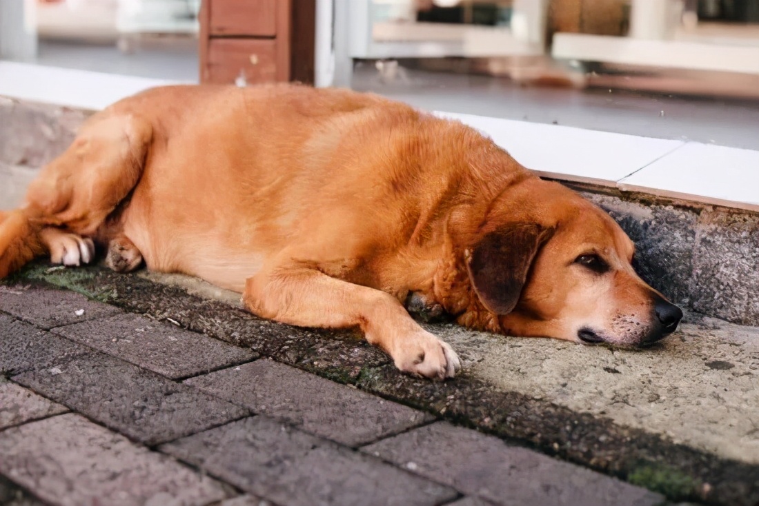 狗狗中暑放在空调房降温可以吗,狗狗中暑救完后再怎么处理