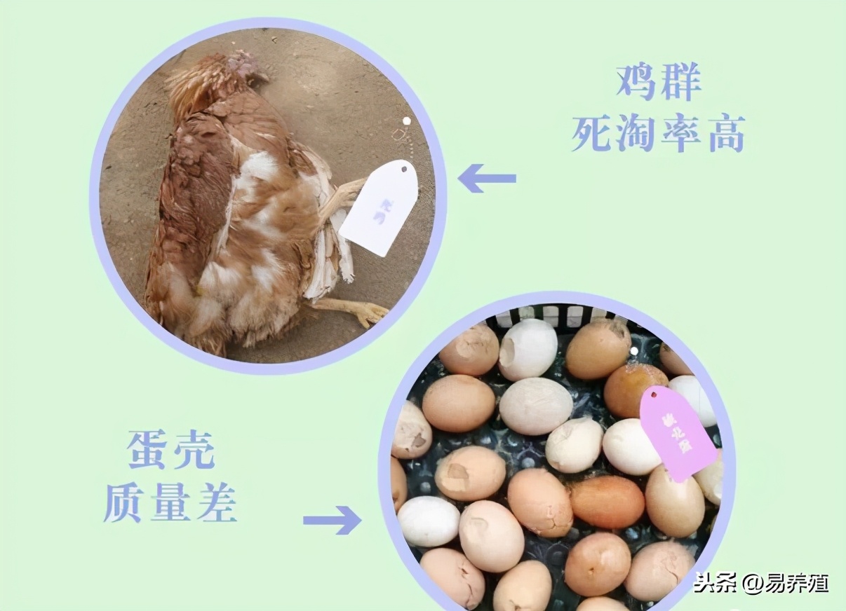 顽固性输卵管炎，反反复复怎么办？