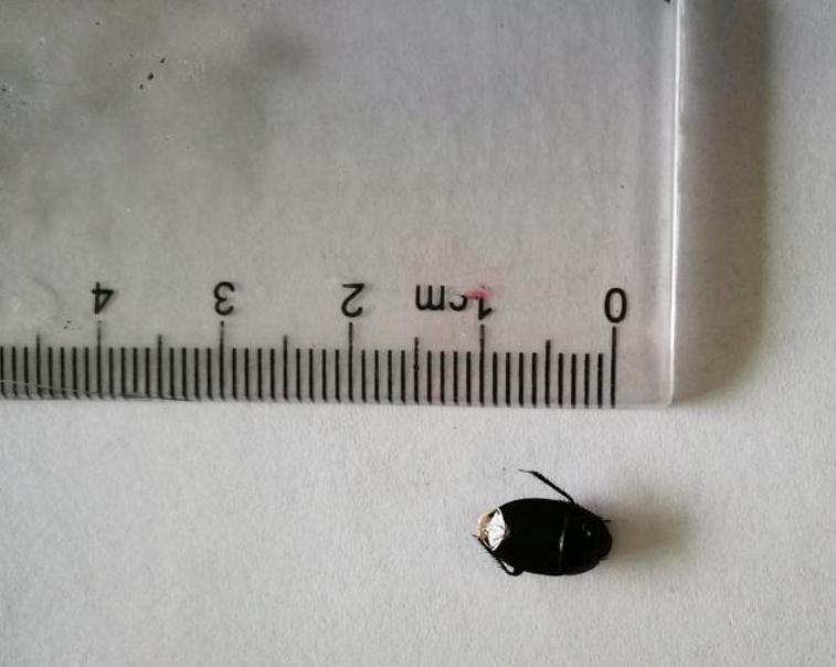 小虫飞进耳朵里怎么办,小虫子飞进宝宝眼睛里怎么办