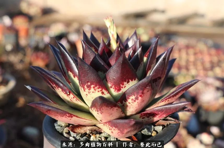 小警察的乌木：红与黑的霸气之美！