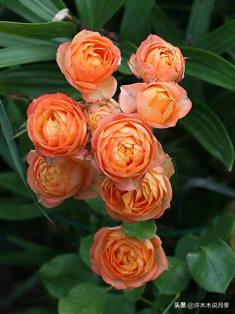 月季烂根的补救办法,月季烂根是什么原因