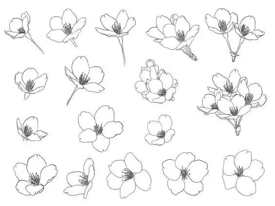 高级线描画花卉大全,花卉线描100种