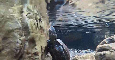 野生中华草龟捡到判几年,2只被放生中华草龟被救