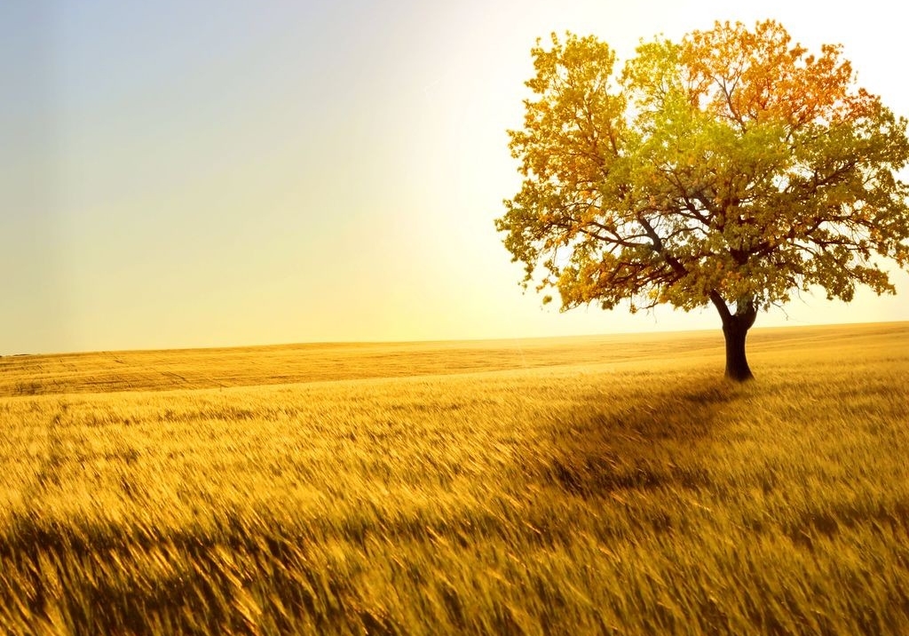 白茶清欢学着长大,白茶清欢怎么样