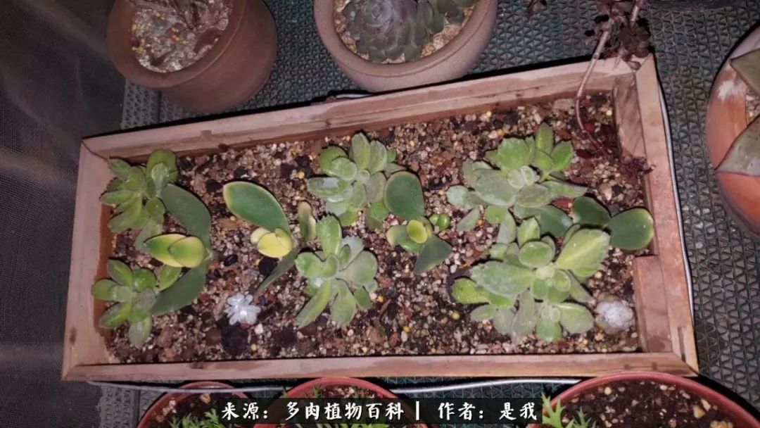 偶遇多肉的感言,偶遇山中多肉