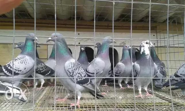 赛鸽名家致胜秘笈书籍,赛鸽秘籍