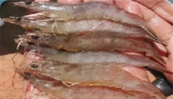 南美虾白浊怎么治疗,对虾出现肌肉白浊是什么原因