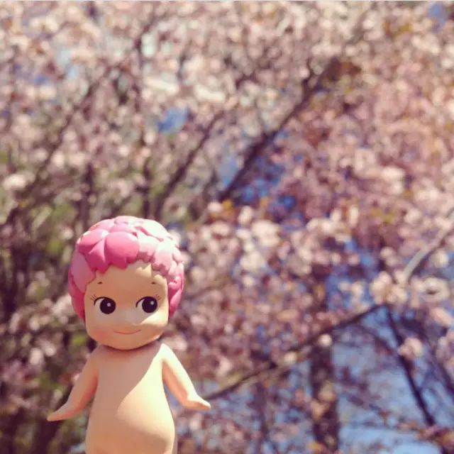 等你盛开，北海道之樱（文末也有福利在等你）