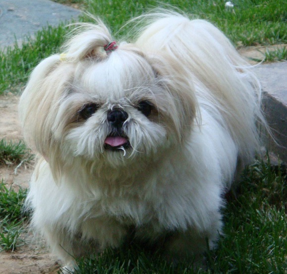 有哪些非常护家的宠物犬,十大最可爱的陪伴犬