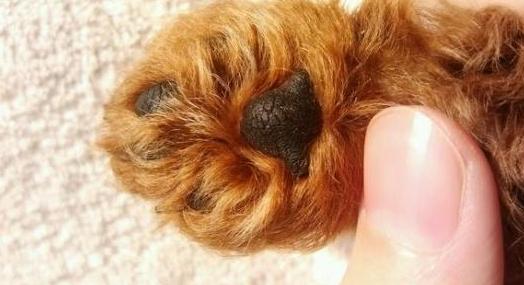 泰迪犬为何总爱舔人？它只是想告诉你这5件事，希望每个主人都懂