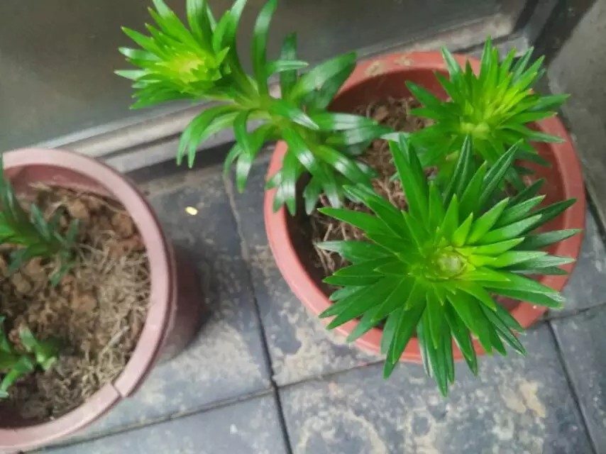 香水百合哪一个种类最漂亮又好养,香水百合怎么养能让香味更足