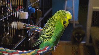 豆瓣9.1，看一次被萌一次，根本顶不住它们的可爱