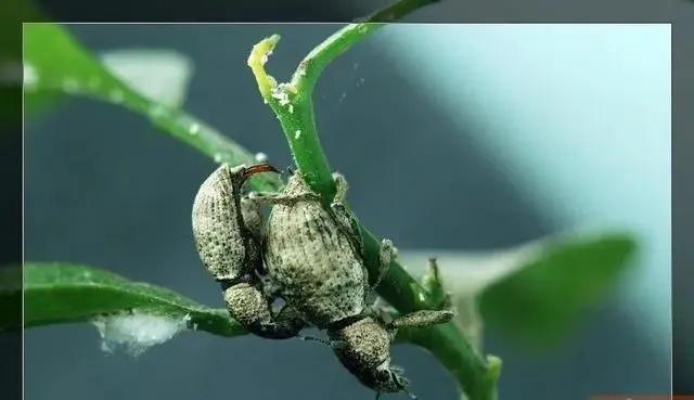 柑橘病虫害最新防治技术,柑橘病虫害详解视频教程