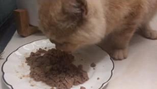 救助流浪猫加菲猫,被遗弃刚出生不久的加菲猫