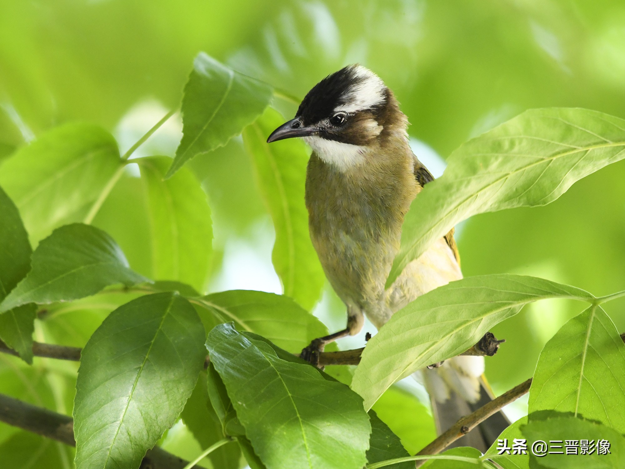 拍鸟设备,10万元拍鸟用什么设备好