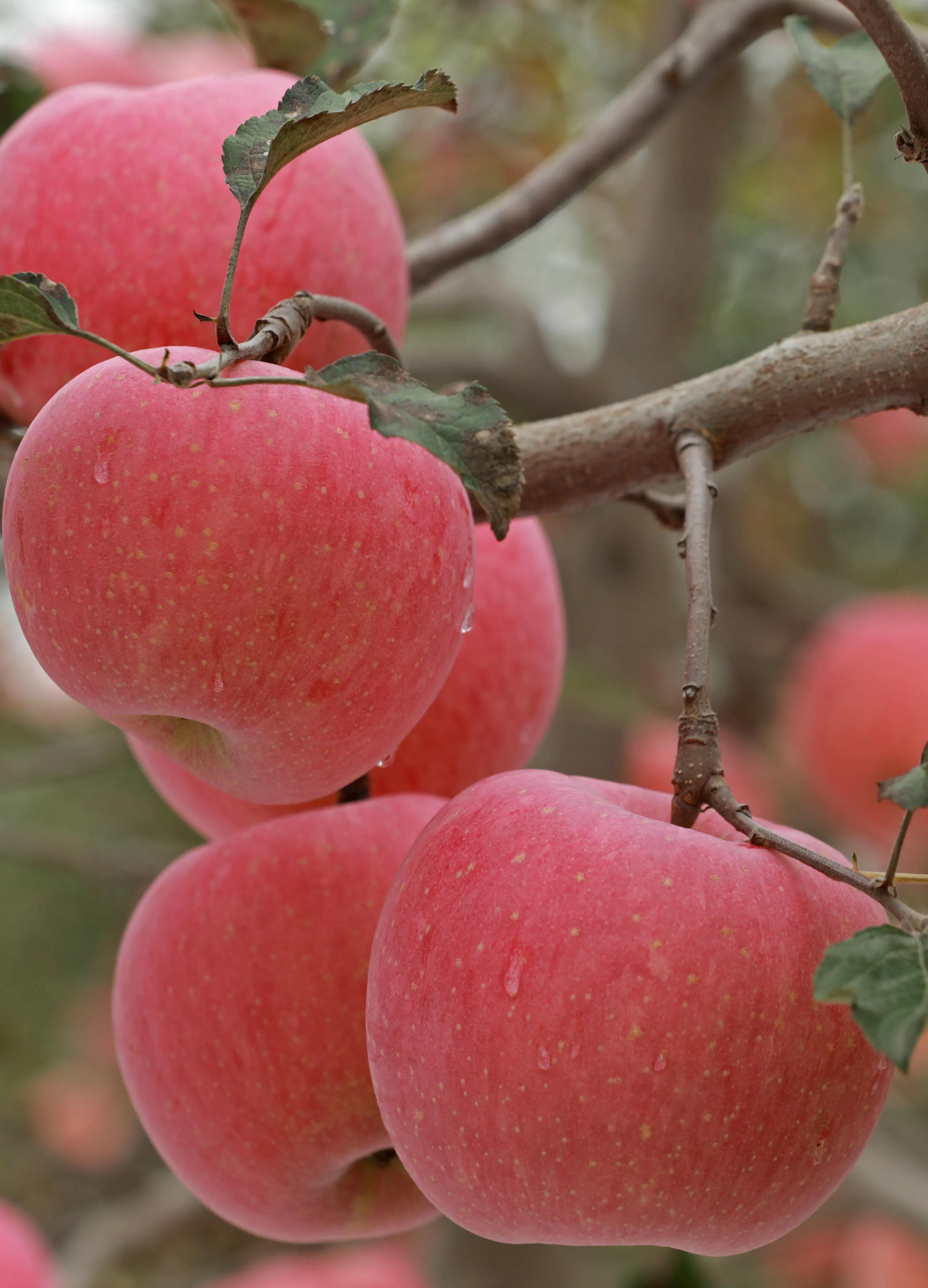 红富士苹果哪里产的好吃,红富士苹果直播