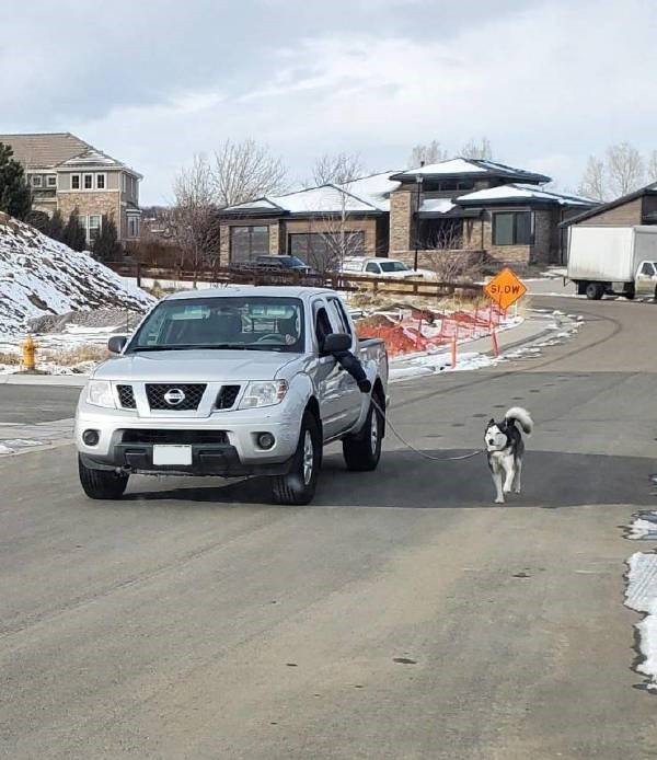 老版宠物猫多少钱,宠物囧图猫多少钱