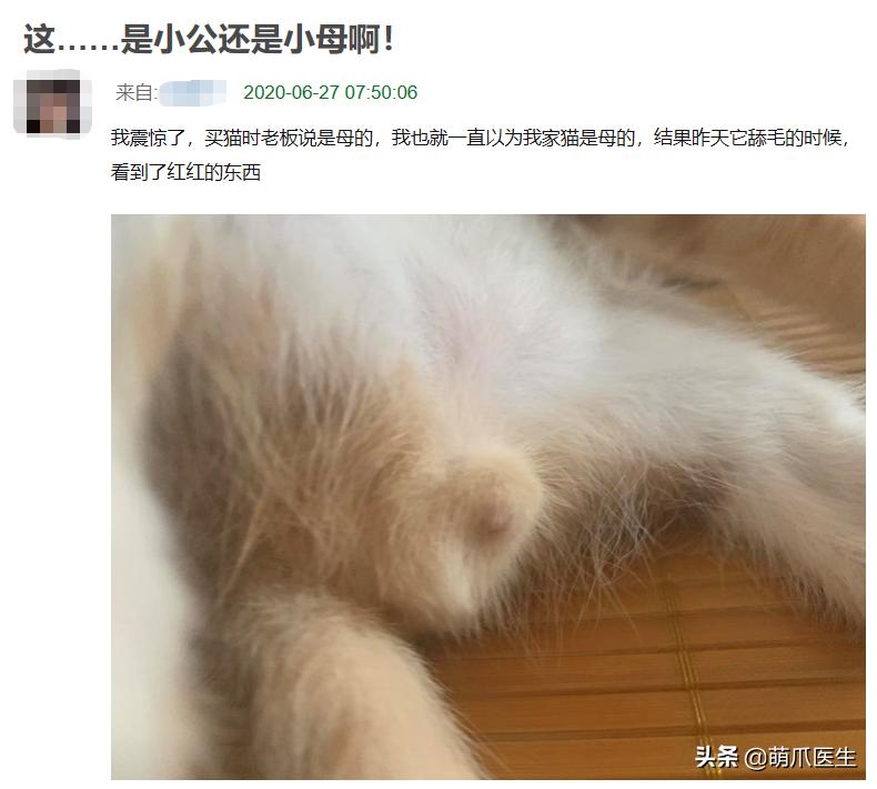 养了一年的母猫居然是公的,养了一年的猫才发现居然是母的