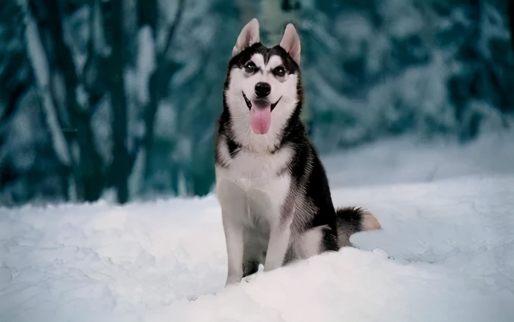 狗狗界最受欢迎的狗狗品种,最受欢迎的小型狗狗品种推荐