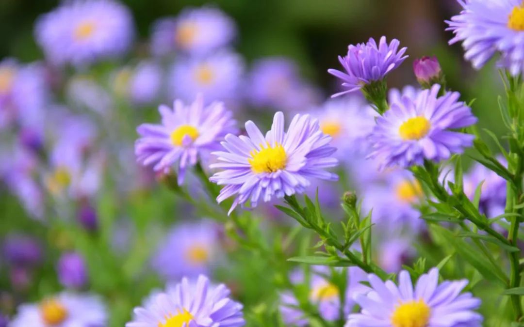 仍怀梦想犹如昨,愿做长空那片云