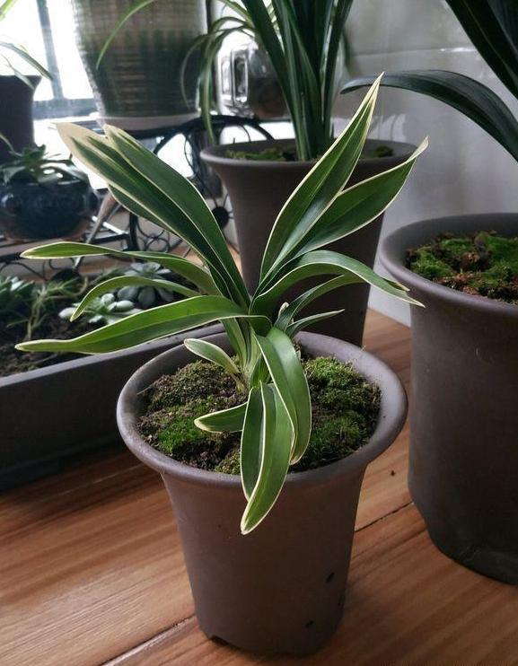 带金边的墨兰开花图片,金边兰花都有什么颜色的花