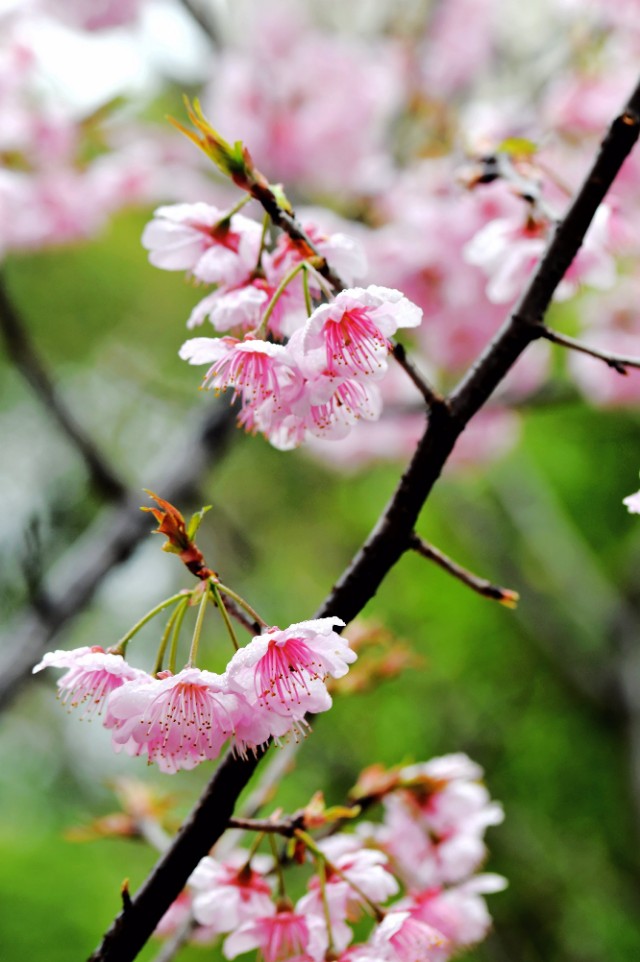 春雨江苏东台,春雨江苏无锡