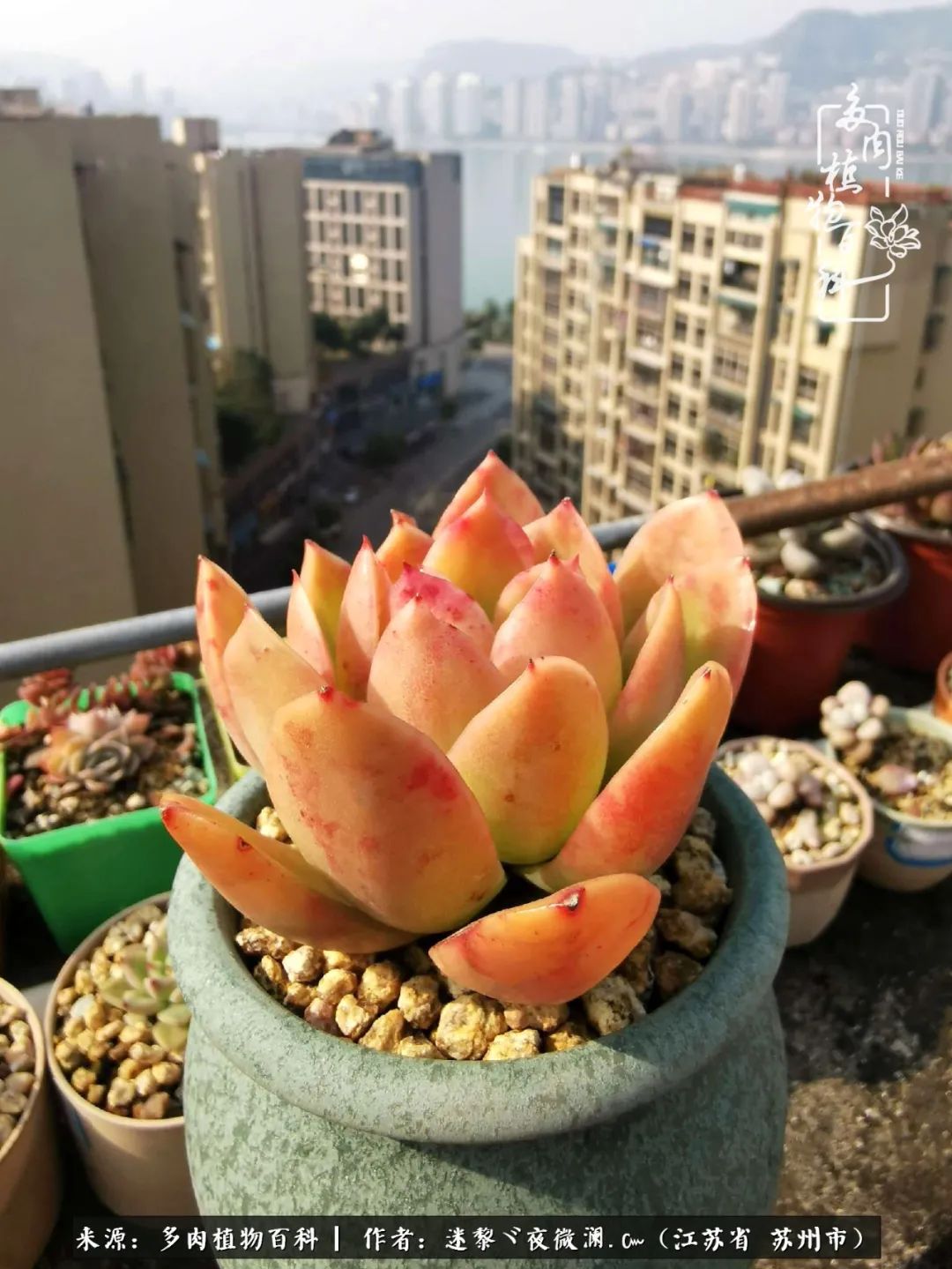 围观多肉版武林大会，一起穿越吧,下