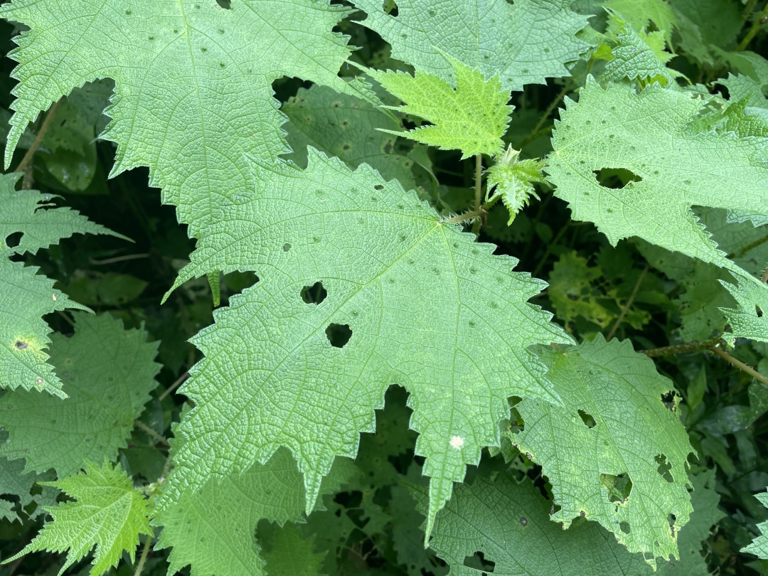 摸了核桃树的叶子手指非常刺疼,摸到火麻会怎么样