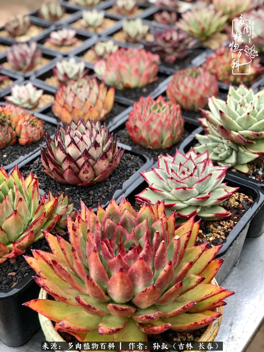 与多肉一起成长,与多肉相伴