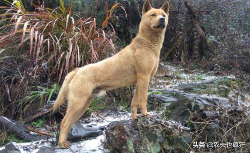 狗对着空气乱叫,狗为什么对着空气乱叫