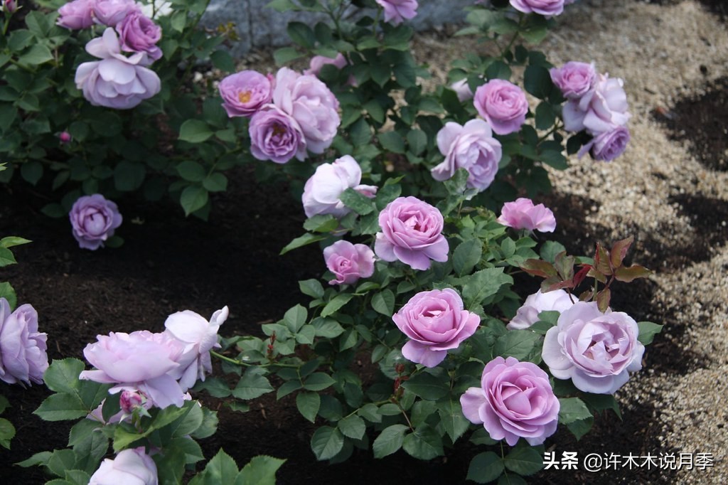 灌木月季与藤本月季有什么区别,微型月季灌木月季怎么选